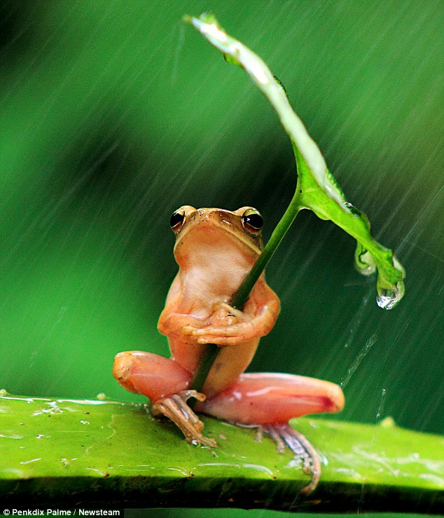 Gambar Katak Memakai Payung Saat Hujan Tertangkap Kamera Fotografer