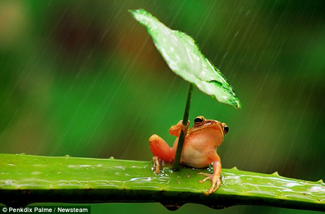 Gambar Katak Memakai Payung Saat Hujan Tertangkap Kamera Fotografer