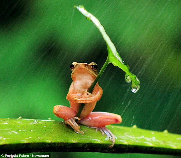 Gambar Katak Memakai Payung Saat Hujan Tertangkap Kamera Fotografer