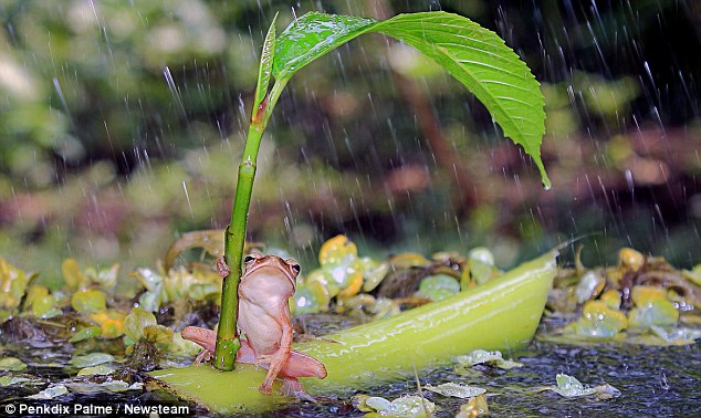 Gambar Katak Memakai Payung Saat Hujan Tertangkap Kamera Fotografer