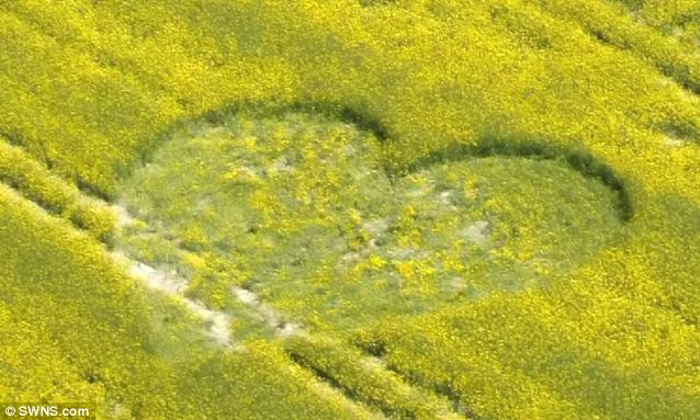 Para Pembuatnya Pada Pensiun, Crop Circle Semakin Berkurang