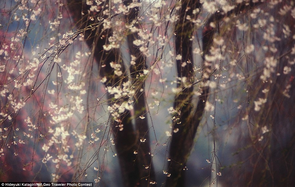 Mangtaabs gan! National Geographic 2013 Photo Contest