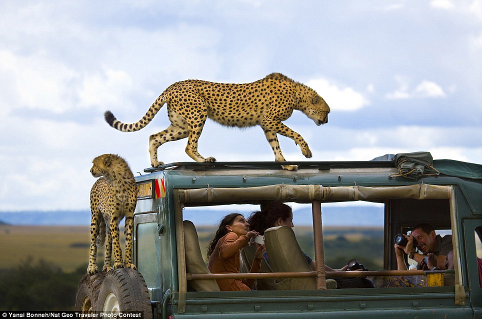 Mangtaabs gan! National Geographic 2013 Photo Contest