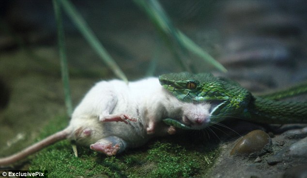 tikus setia kawan yang berusaha menyelamatkan kawannya dari mulut ular
