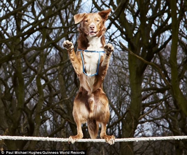 Anjing Pemegang Rekor Tercepat Berjalan Diatas Tali 