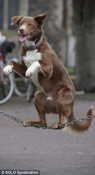 Anjing Pemegang Rekor Tercepat Berjalan Diatas Tali 