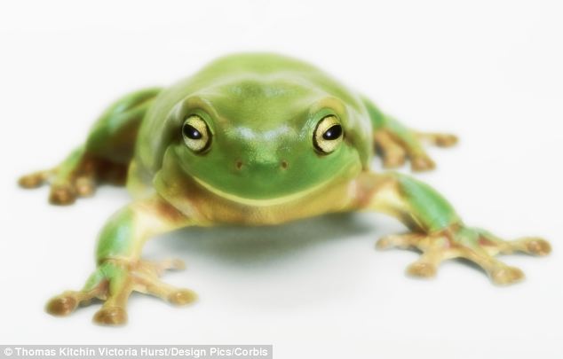 HEBOH..!! katak tertangkap kamera saat peluncuran roket NASA