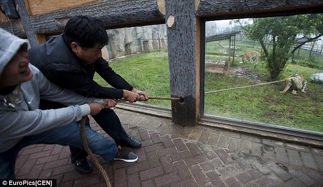 Acara tarik tambang melawan harimau dilangsungkan di kebun binatang China