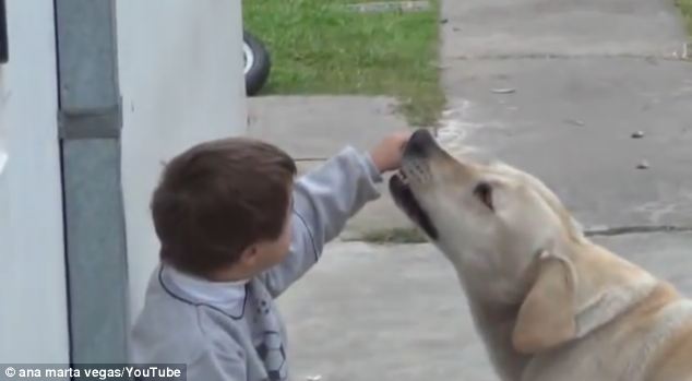 Momen Manis Saat Anjing Membujuk Anak Down Syndrome Bermain 