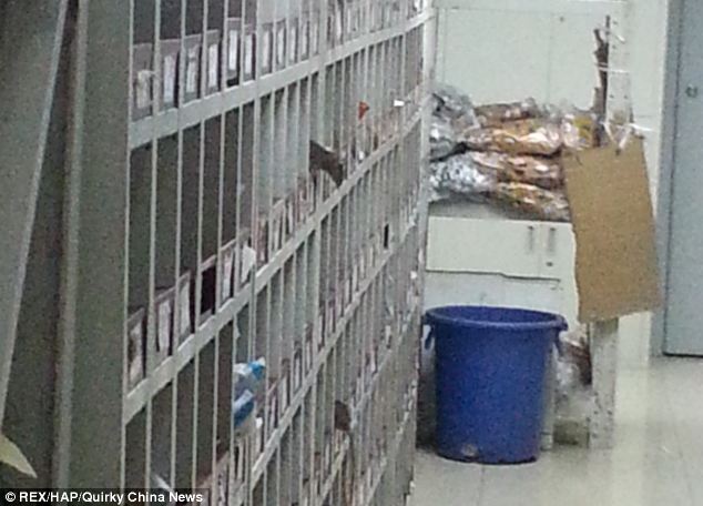 Instalasi farmasi rumah sakit dibanjiri tikus