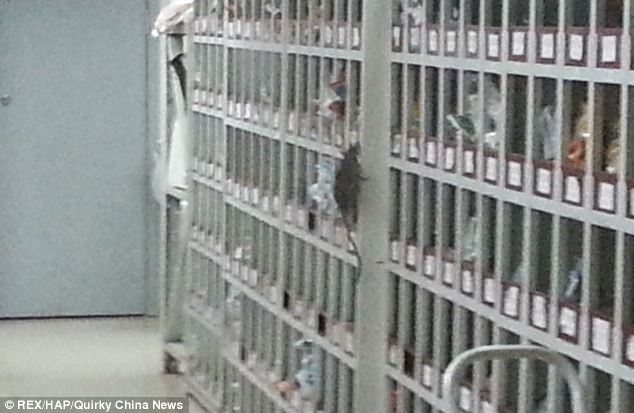 Instalasi farmasi rumah sakit dibanjiri tikus