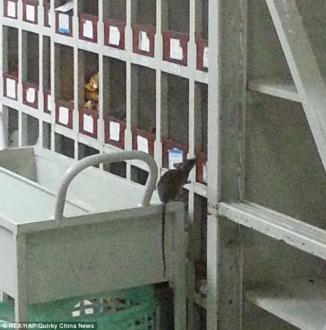 Instalasi farmasi rumah sakit dibanjiri tikus