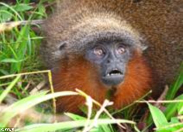 Hewan-Hewan Eksotik Baru Ditemukan Di Amazon; Monyet Mendengkur, Piranha Vegatarian 