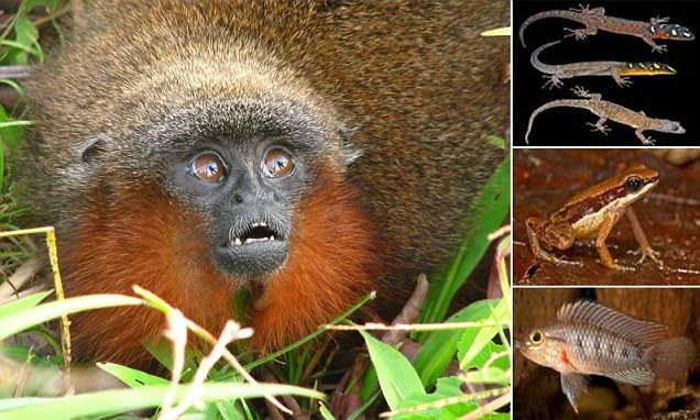 Hewan-Hewan Eksotik Baru Ditemukan Di Amazon; Monyet Mendengkur, Piranha Vegatarian 