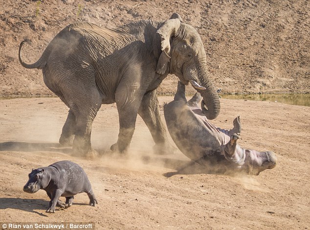 &#91;PIC&#93; Dahsyat, Perkelahian Tidak Seimbang Antara Gajah dan Kuda Nil!