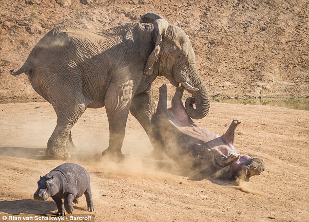 &#91;PIC&#93; Dahsyat, Perkelahian Tidak Seimbang Antara Gajah dan Kuda Nil!