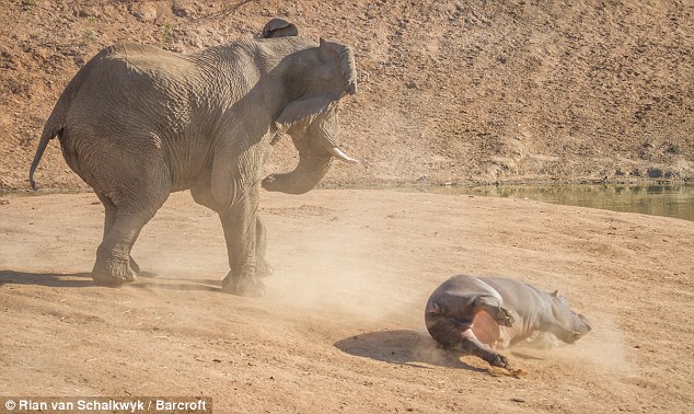&#91;PIC&#93; Dahsyat, Perkelahian Tidak Seimbang Antara Gajah dan Kuda Nil!