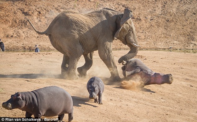 &#91;PIC&#93; Dahsyat, Perkelahian Tidak Seimbang Antara Gajah dan Kuda Nil!