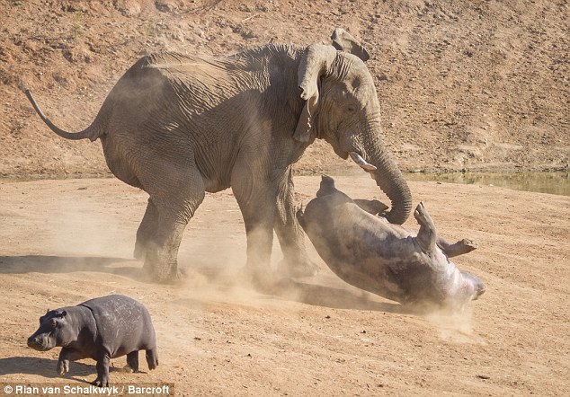 &#91;PIC&#93; Dahsyat, Perkelahian Tidak Seimbang Antara Gajah dan Kuda Nil!