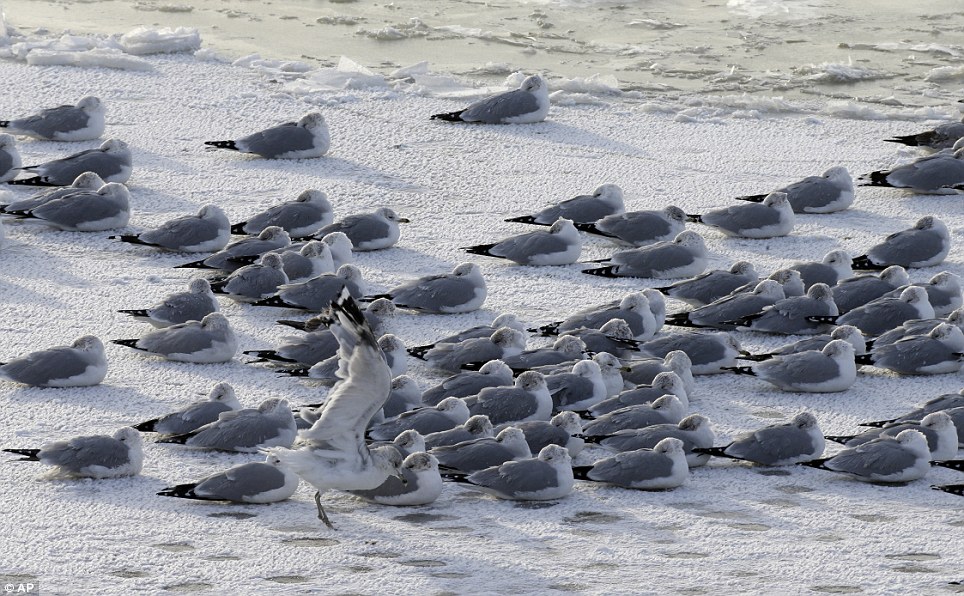 Foto-foto Polar Vortex Yang Melanda AS &#91;Menakjubkan Sekaligus Mengerikan&#93;