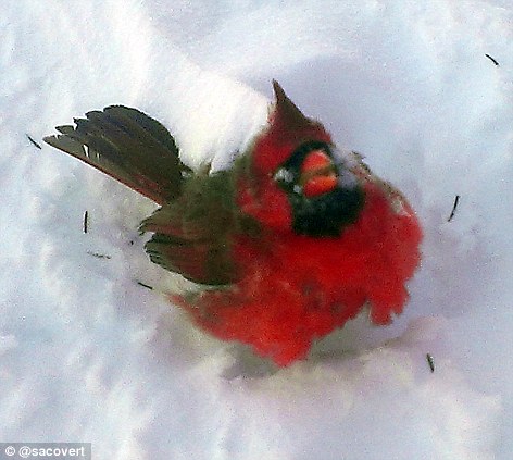 Foto-foto Polar Vortex Yang Melanda AS &#91;Menakjubkan Sekaligus Mengerikan&#93;