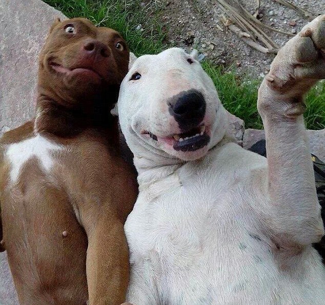 foto---foto-selfie-hewan-yang-konyol-gan