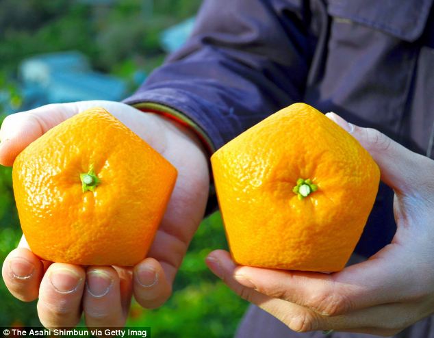 Petani di Jepang bikin Buah Jeruk berbentuk Segilima