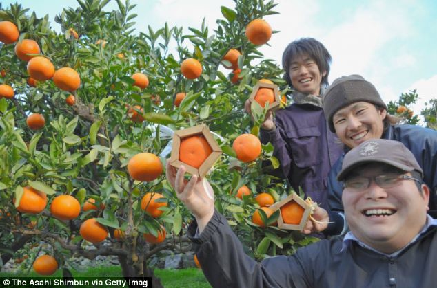 Petani di Jepang bikin Buah Jeruk berbentuk Segilima