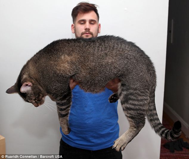 Wow, Besarnya Kucing Pickles Ini!