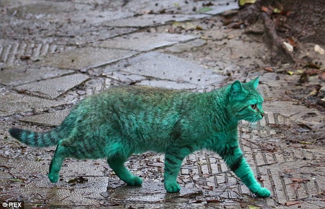 Ini gan, Kucing Liar Berwarna Hijau dari Bulgaria 