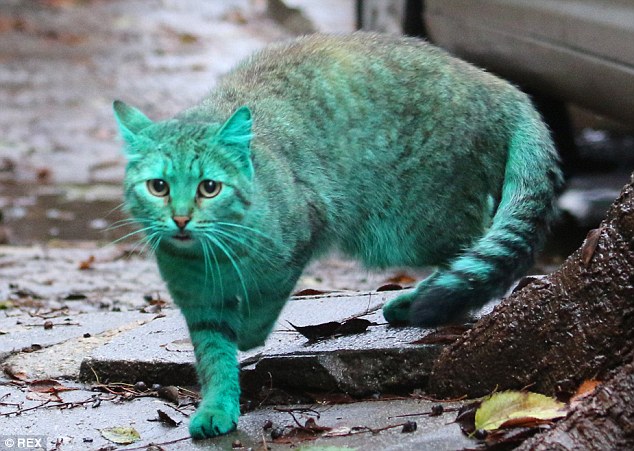 Ini gan, Kucing Liar Berwarna Hijau dari Bulgaria 