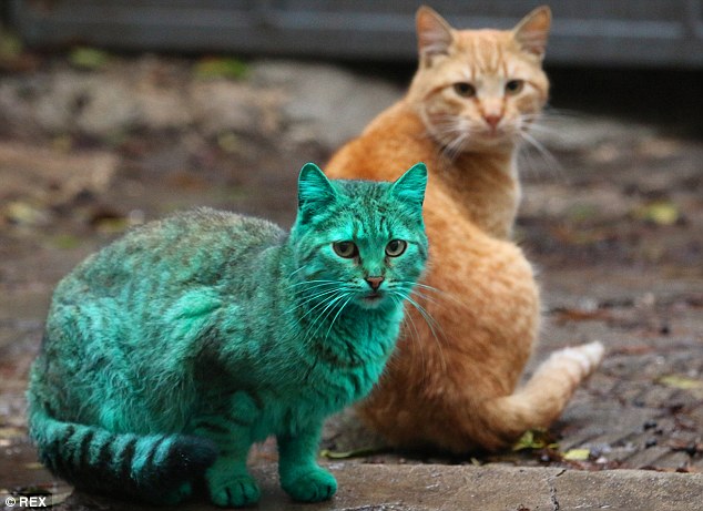 Ini gan, Kucing Liar Berwarna Hijau dari Bulgaria 