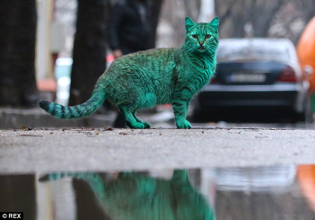 Ini gan, Kucing Liar Berwarna Hijau dari Bulgaria 