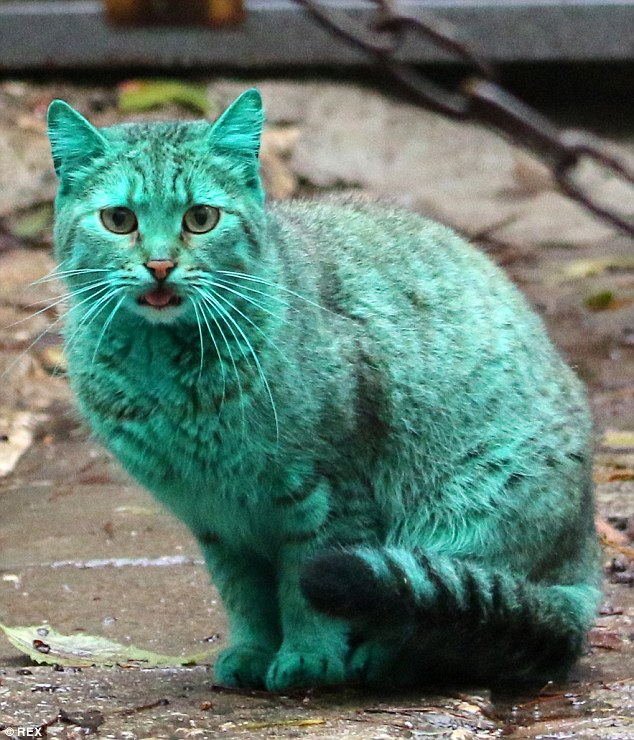 Ini gan, Kucing Liar Berwarna Hijau dari Bulgaria 