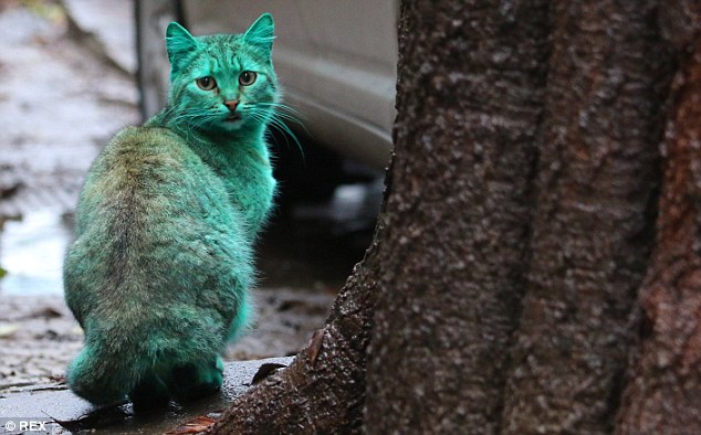 Ini gan, Kucing Liar Berwarna Hijau dari Bulgaria 