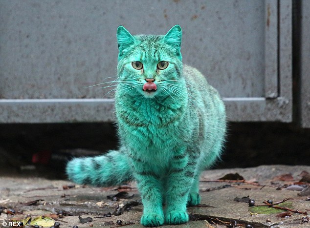 Ini gan, Kucing Liar Berwarna Hijau dari Bulgaria 