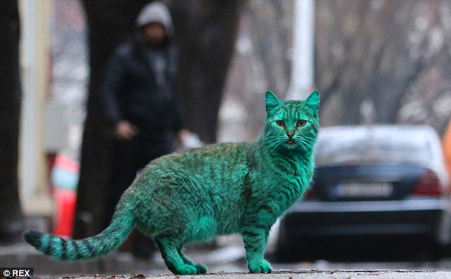 Ini gan, Kucing Liar Berwarna Hijau dari Bulgaria 