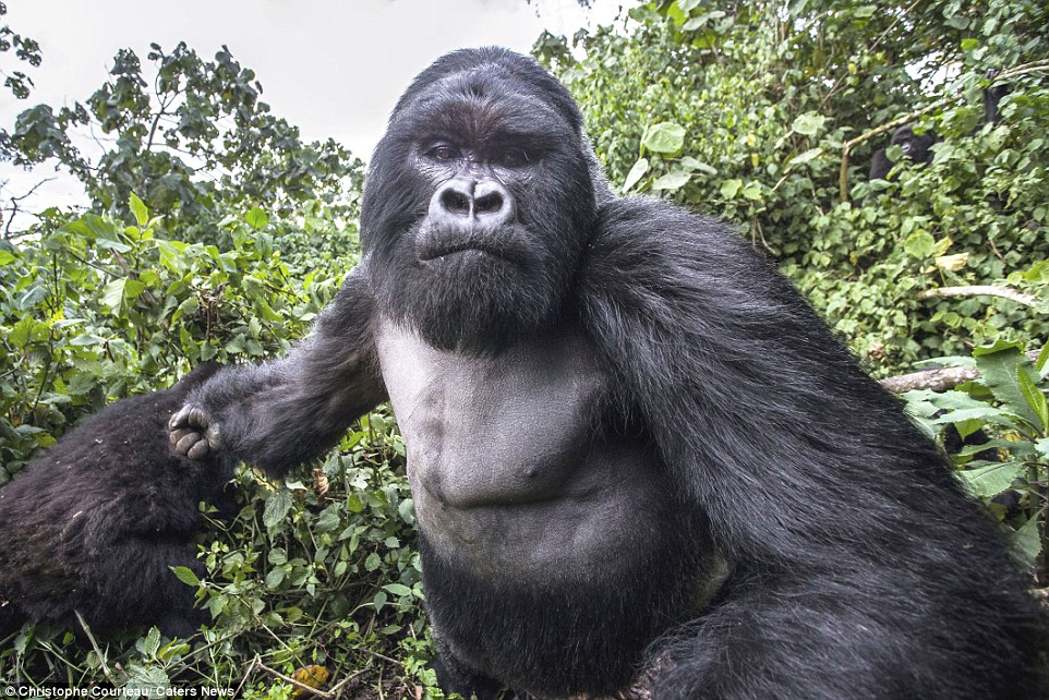 Waduh, Fotografer Ini Ditonjok Gorila Mabuk!