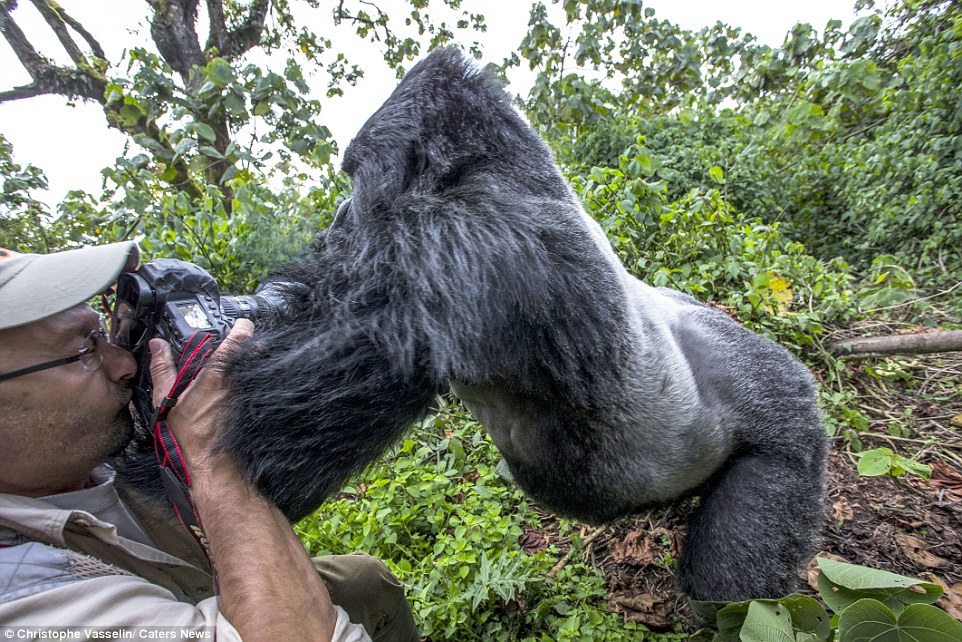 Waduh, Fotografer Ini Ditonjok Gorila Mabuk!