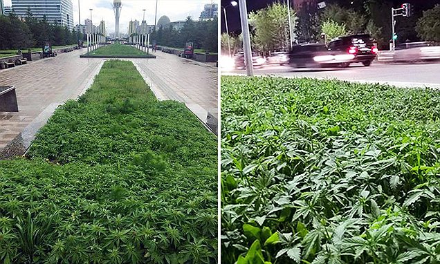 Warga Terkejut, Ribuan Pohon Ganja Ditanam di Taman Kota