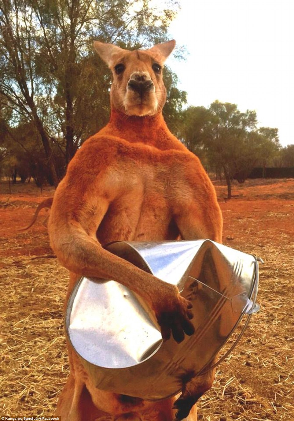perkenalkan-roger-kangaroo-si-binaragawan-dari-bangsa-kangguru
