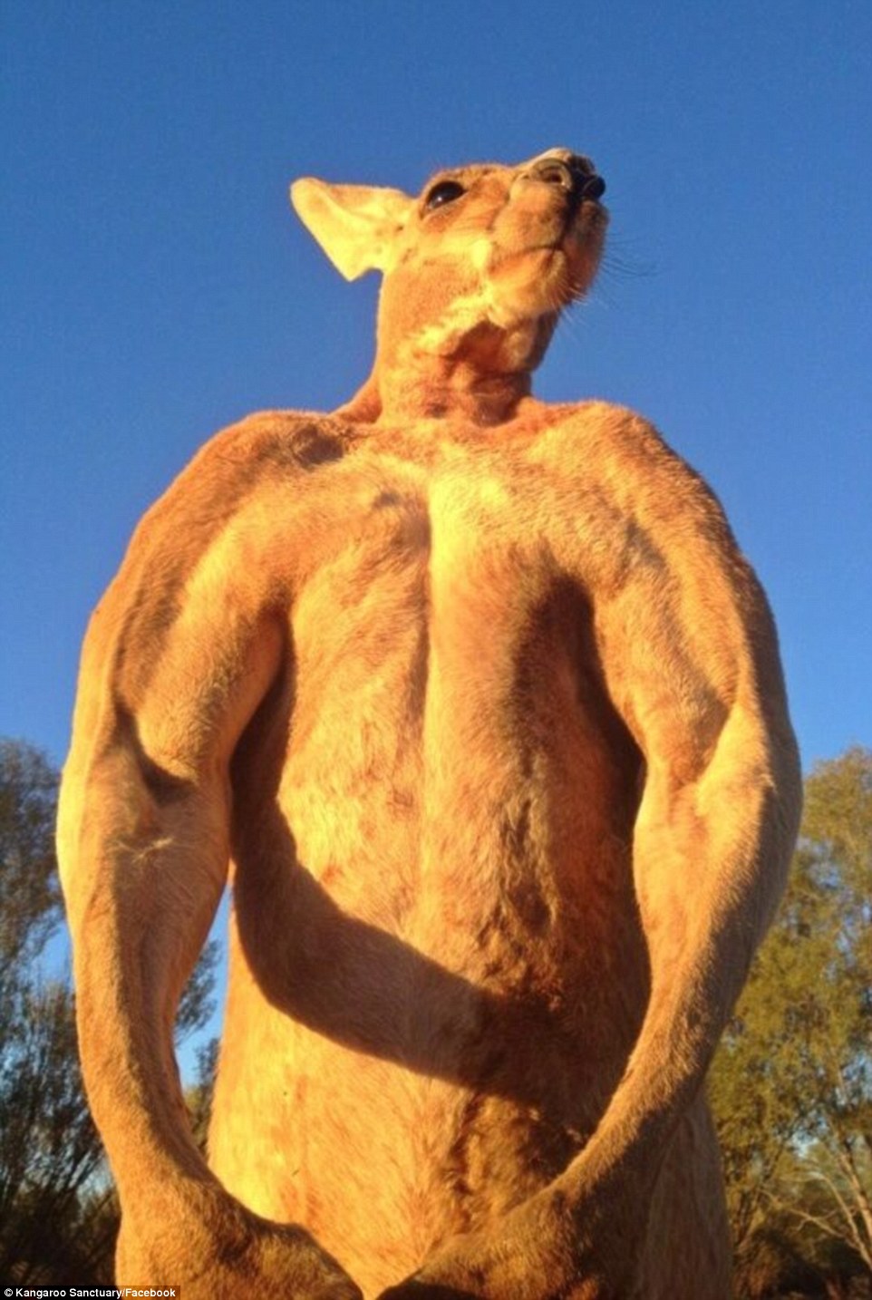 Perkenalkan, Roger Kangaroo, si binaragawan dari bangsa kangguru!