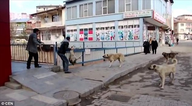 video-shows-moment-a-man-throws-injured-dog-off-a-bridge-after-had-been-beaten