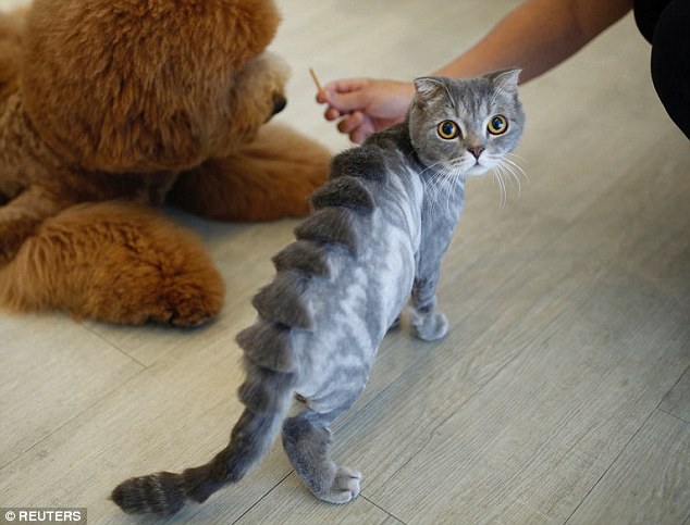 Disini Kucing dan Anjing Peliharaan Agan Bisa Dirubah Menjadi Hewan Lain Gan!