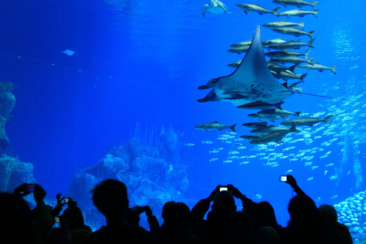 Seaworld ini memecahkan Rekor The Guinness Book of World Records