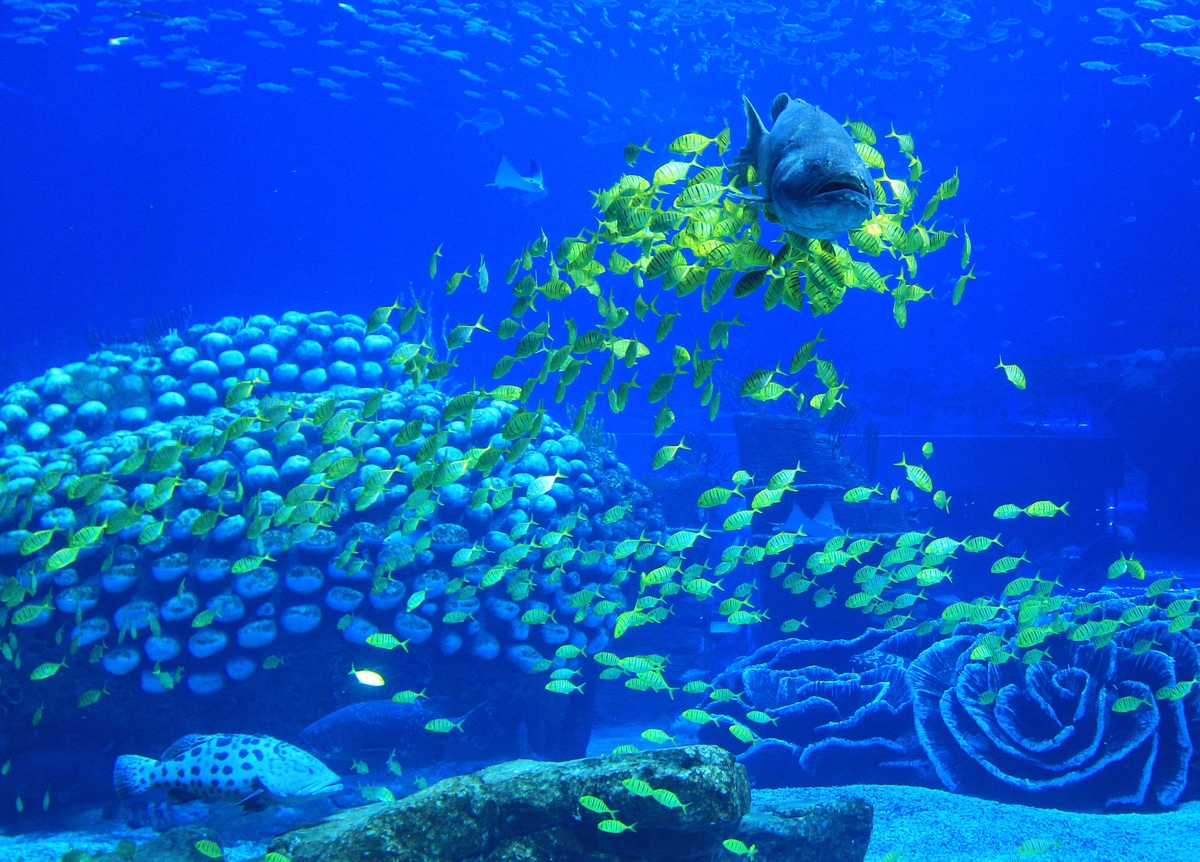 Seaworld ini memecahkan Rekor The Guinness Book of World Records
