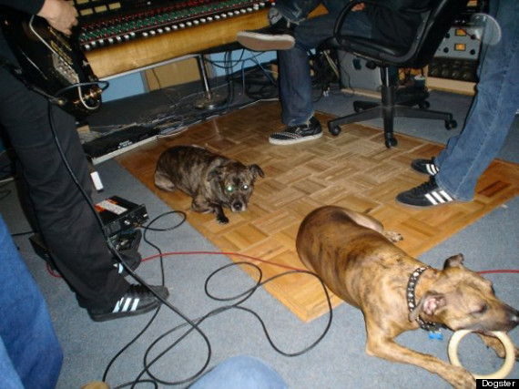 ketika 2 ekor anjing menjadi vokalis sebuah band ? kata siapa gak bisa .. cekiguuukk 