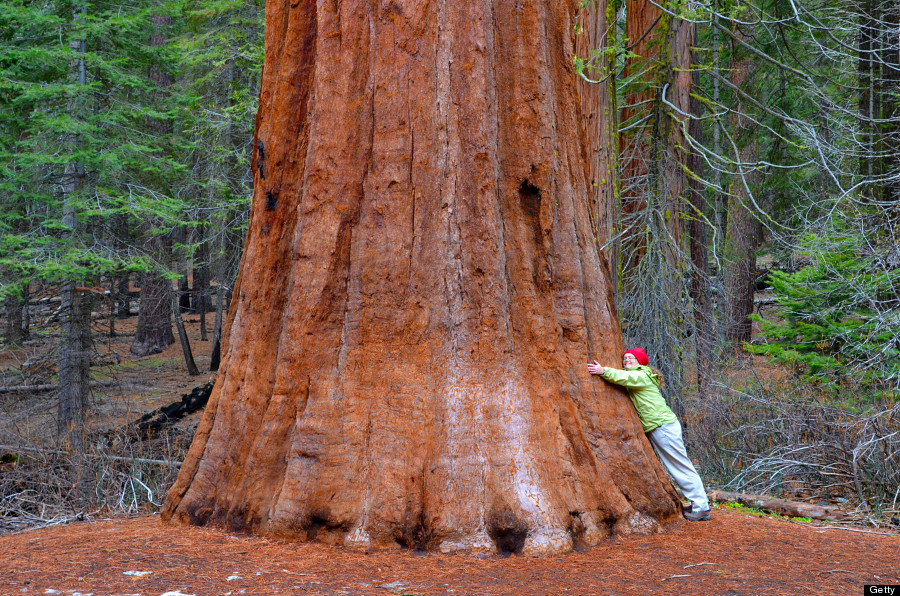 Sequoia, Pohon Terbesar di Dunia ini Mungkin Pernah Jadi Wallpaper Agan