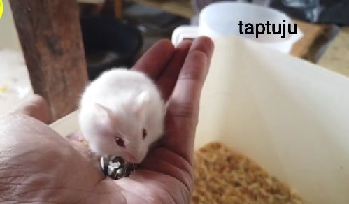 Baru Membeli Hamster? Begini Cara Menjinakkannya Dengan Cepat Versi Ane