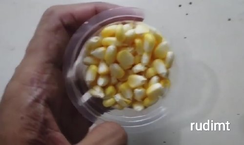 Tips dan Solusi Agar Bulu Hamster Gak Rontok Lagi